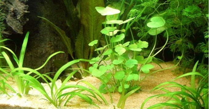 Jual Mulsa Plastik Untuk Pertanian Tambak 5 Jenis Tanaman