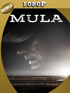 La Mula (2018) ​REMUX 1080p Latino [GoogleDrive] SXGO