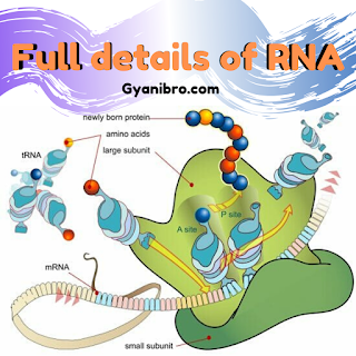 rna ka pura naam,rna ka full form hindi mai,rna full form in medical,rna full,rna ka pura naam,rna ka full form hindi mai,RNA Full Form in Hindi