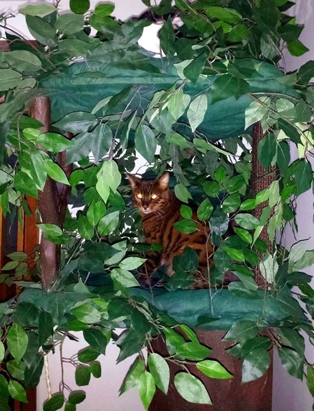 Luxury Cat Trees for Spoiled Rotten Kitties: Wood Cat Trees