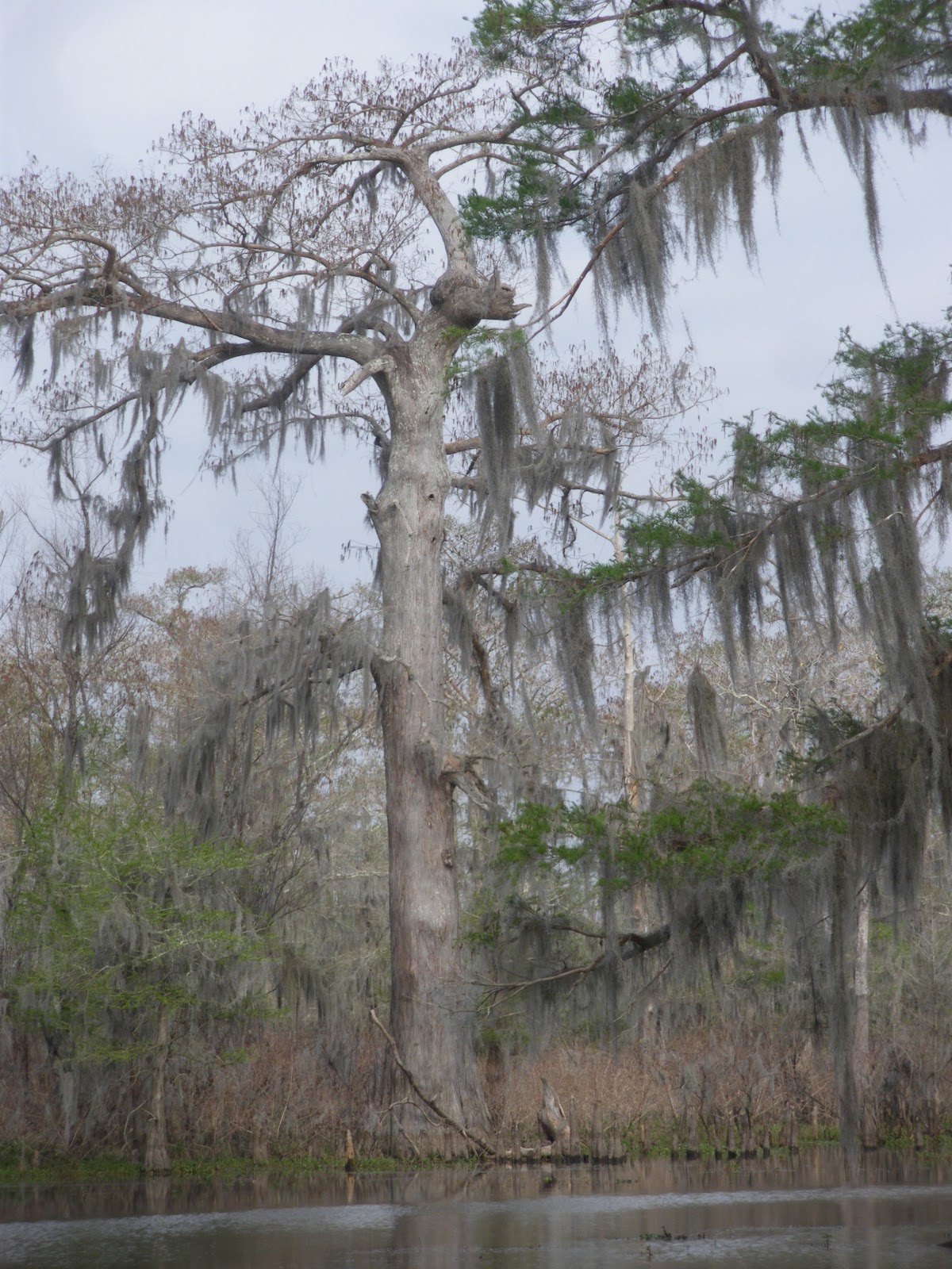 Have 1 Airstream Will Travel 3CajunCaravan Tour of Atchafalaya Swamp