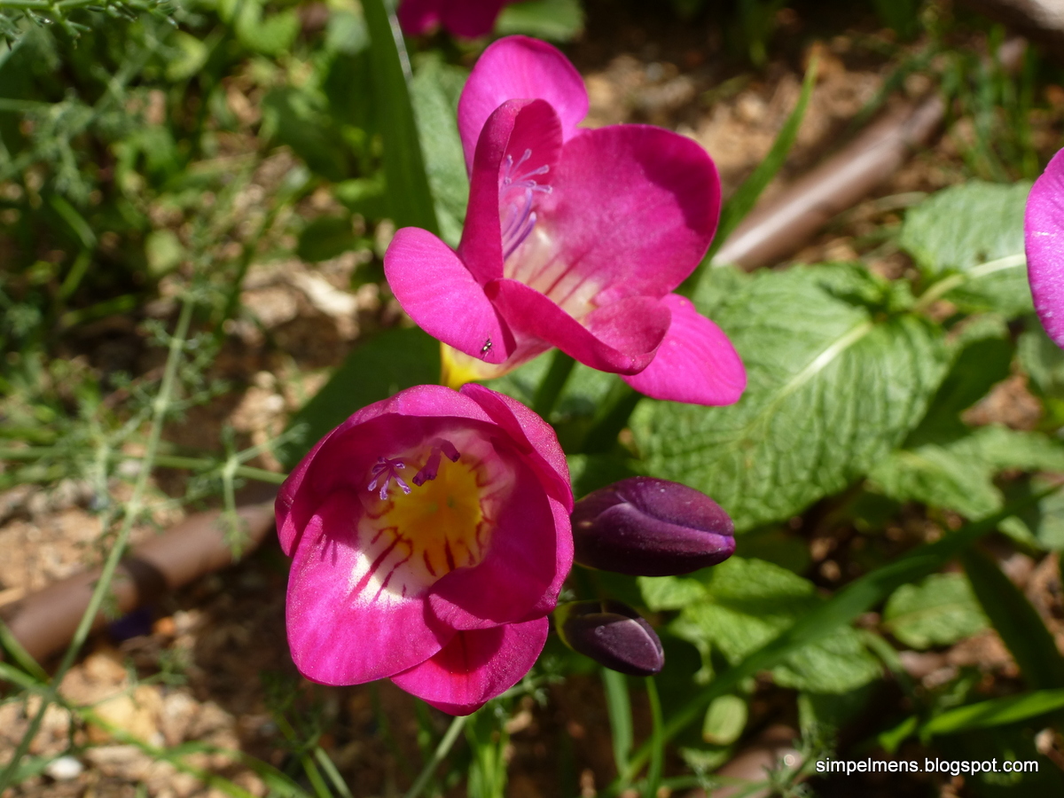 SimpelMens Zelf potpourri maken