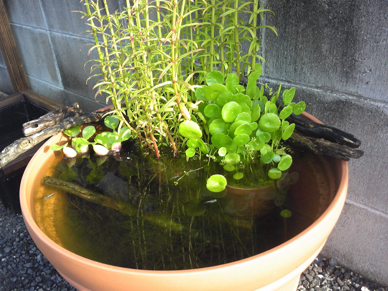 メダカの和風ビオトープの作り方 メダカ盆栽 もみじ メダカの大工