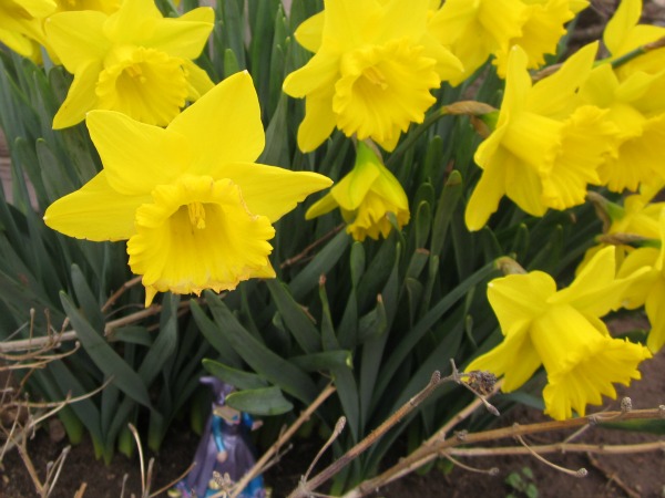 Catherine Denton: Fairy Sightings: Daffodils