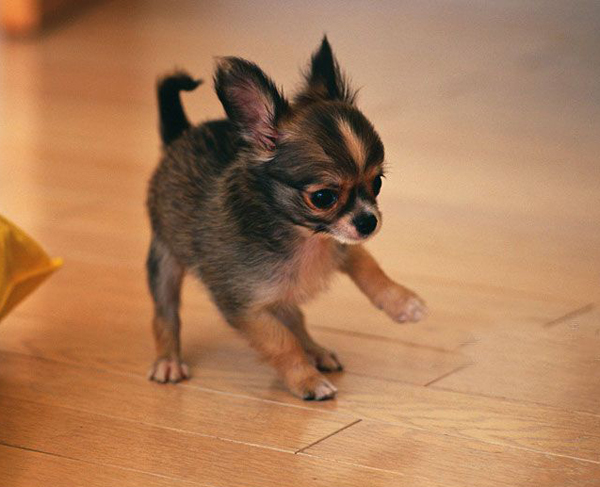 Chihuahua Breed Profile Australian Dog Lover