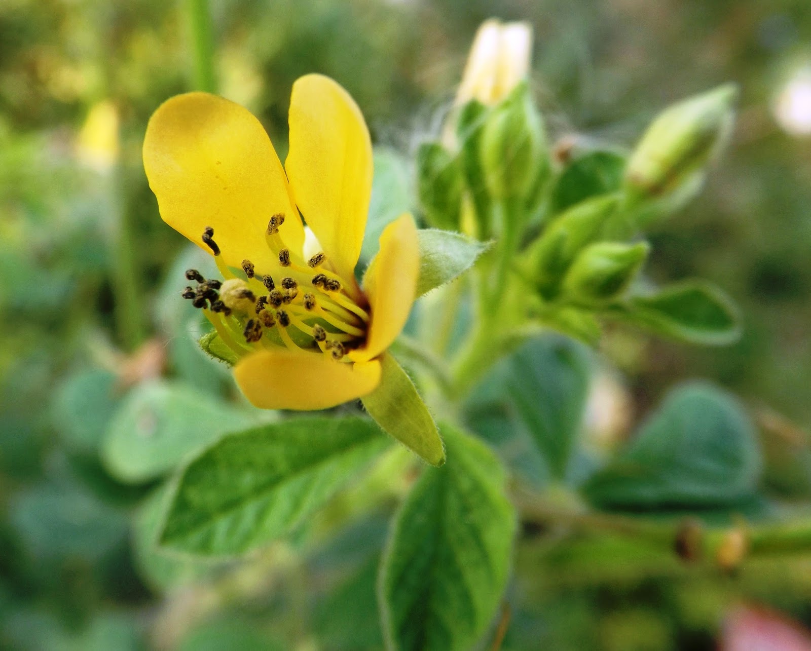 Holud hurhuri, Asian spider flower, Cleome viscosa