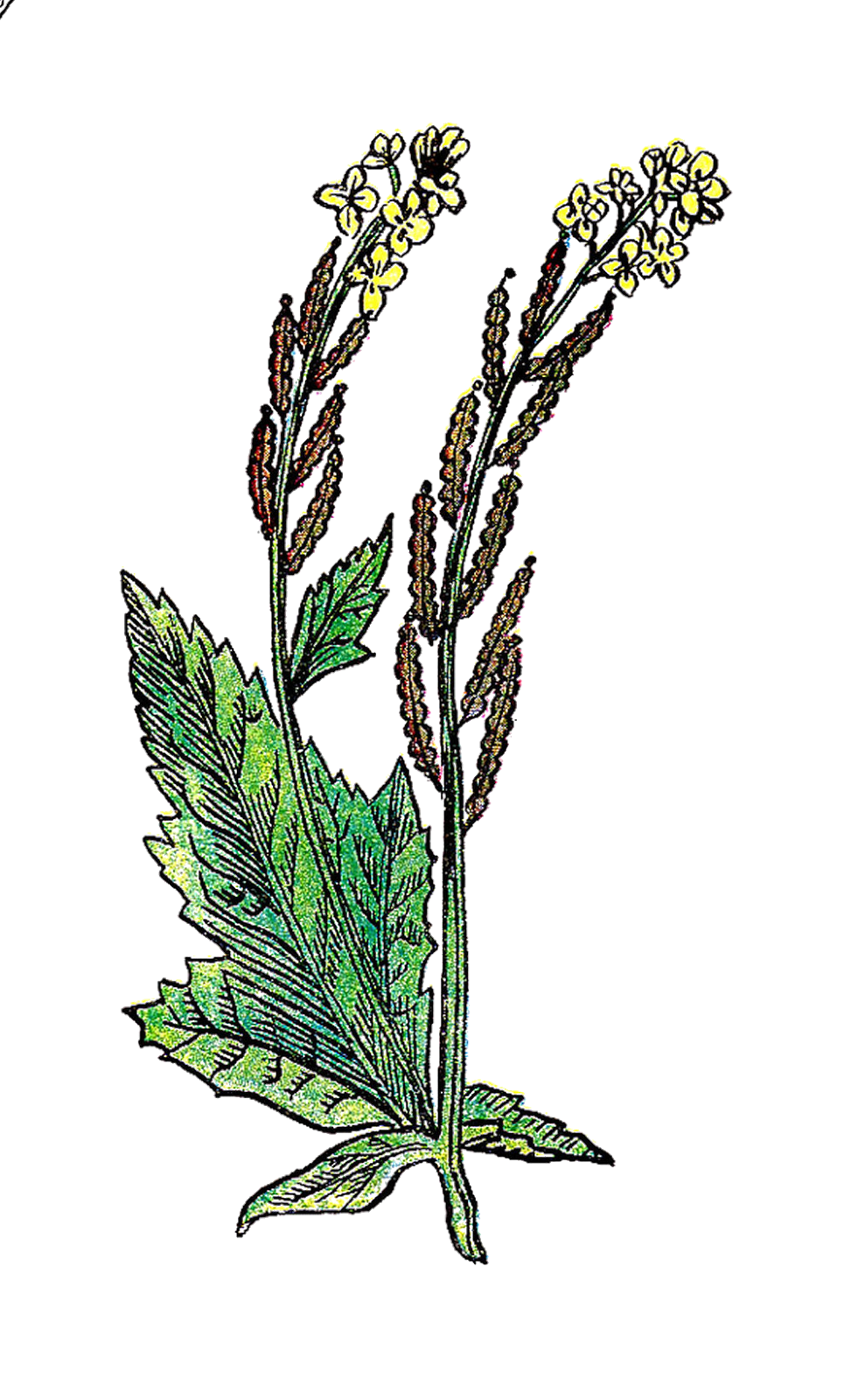 Antique Images Free Botanical Clip Art Vintage Illustration of