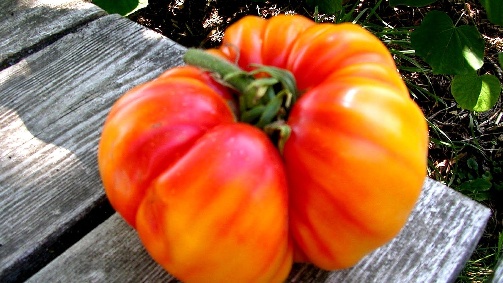 Striped German Tomato German Choices