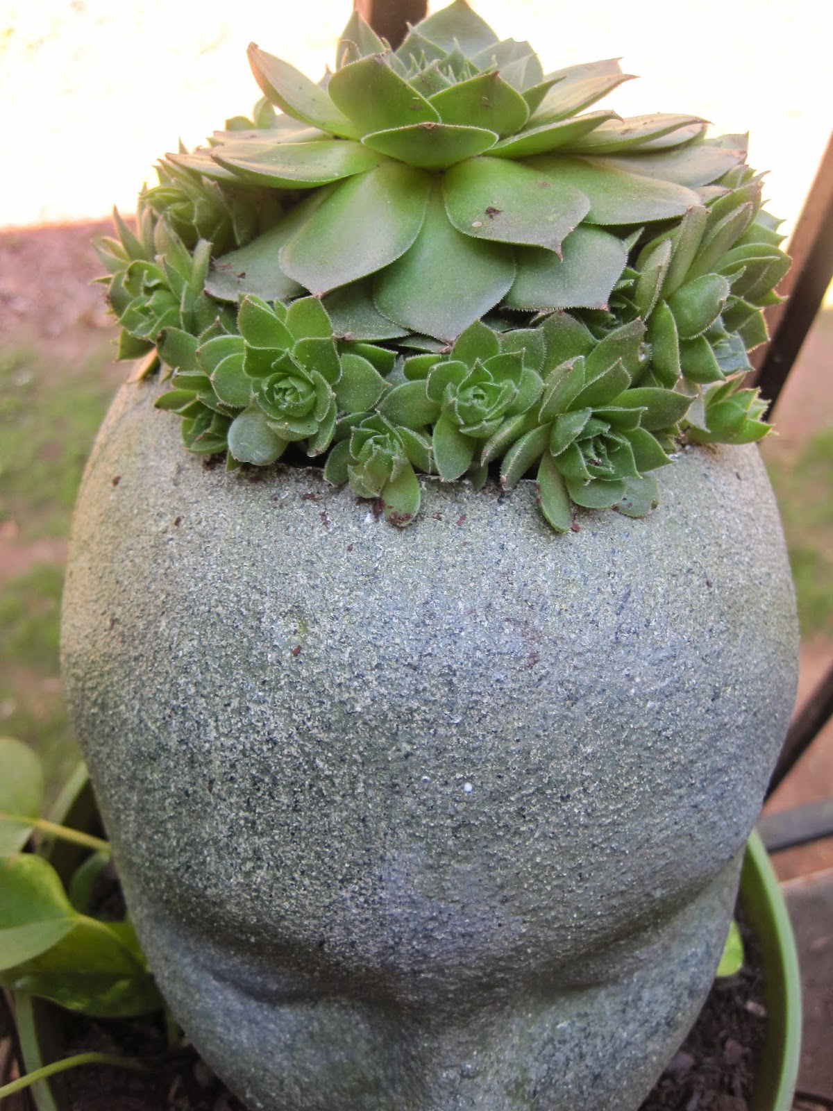 Vetsy's View: Styrofoam head planter " Ebony"
