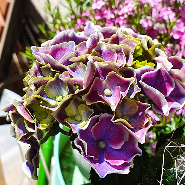 Dekoration Seite 3 Obstbau Wenz