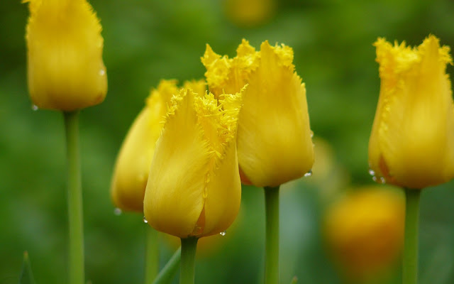 Flores Amarillas - Yellow Flowers