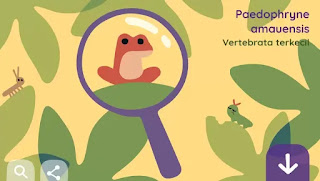 Paedophryne Amauensis, Google Doodle Paedophryne Amauensis, Google Doodle