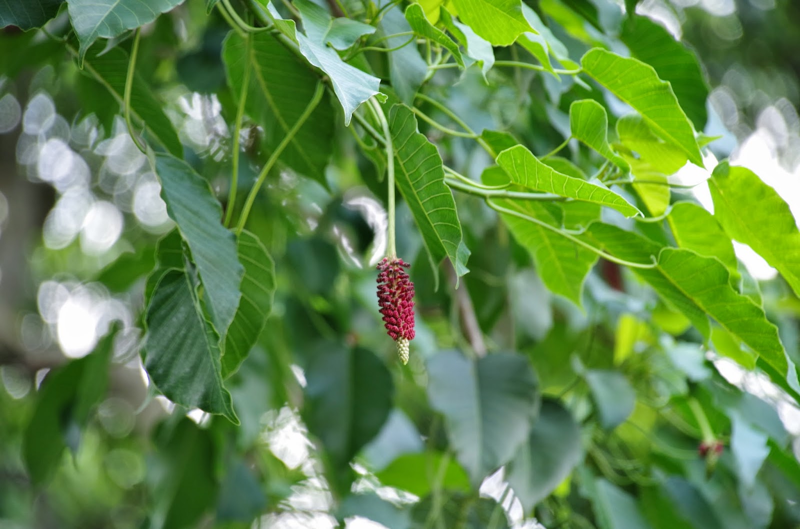 Trees and Plants: Sandbox Tree; Pin Wheel Tree (Hura Crepitans)