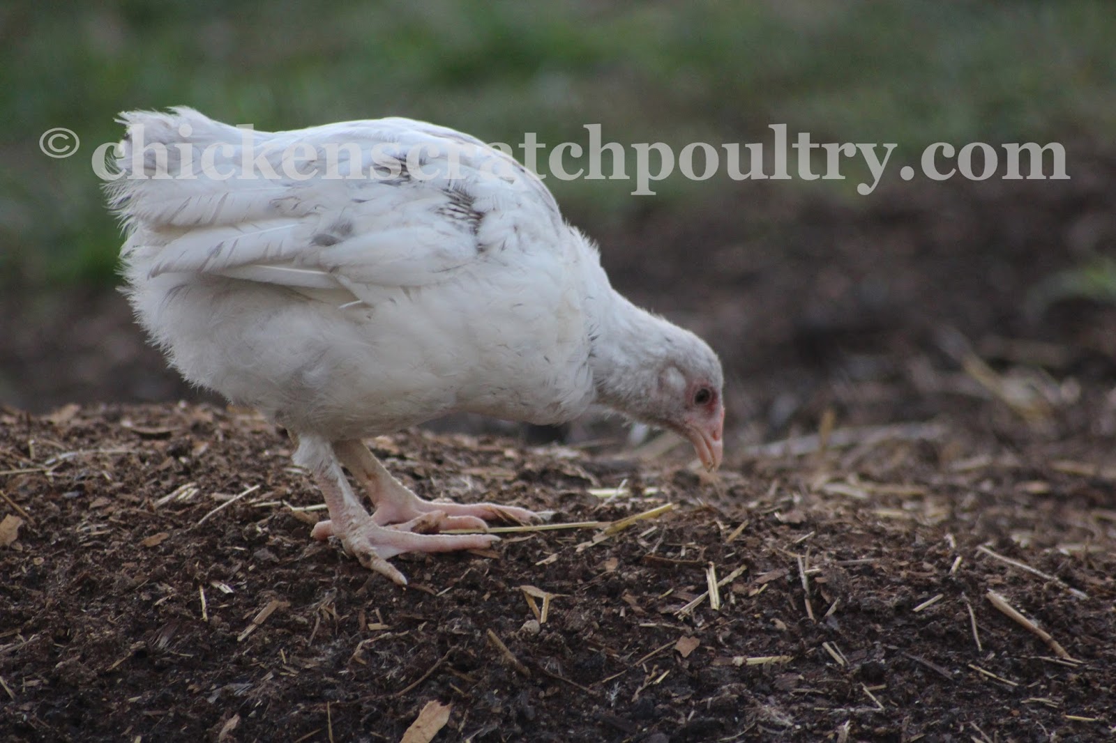 Chicken Scratch Poultry Searching For The Perfect Poultry Pullets