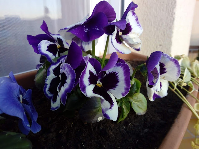 Pensamientos (Viola x wittrockiana).