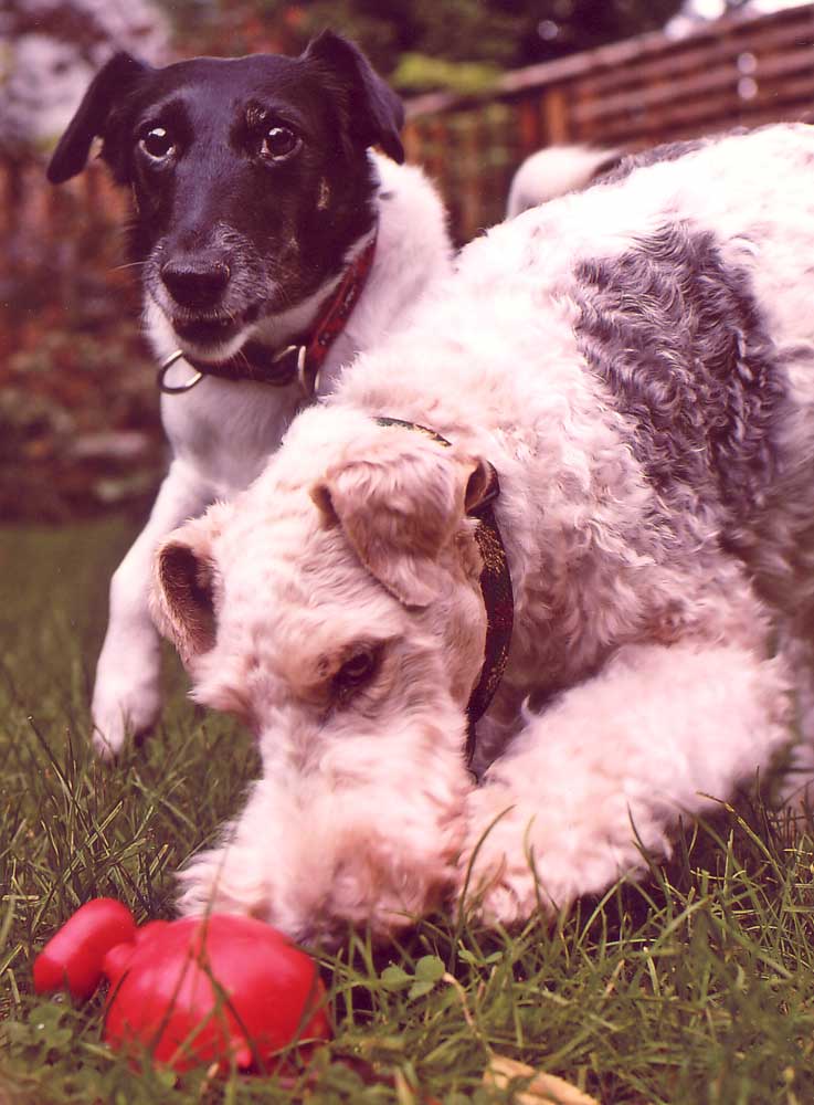 author journal Artists and Animals Susan Boase, author