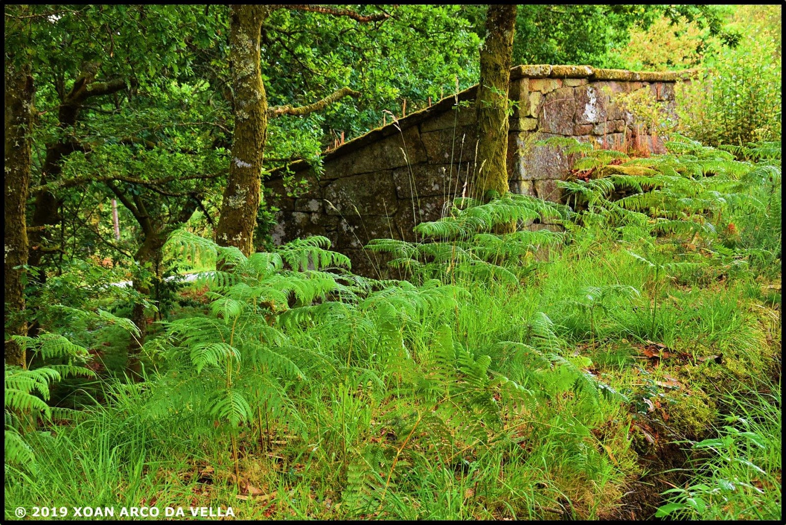 XOAN ARCO DA VELLA MUIÑO DO REGO DO GATO TOURÓN MIRÓN PONTE CALDELAS