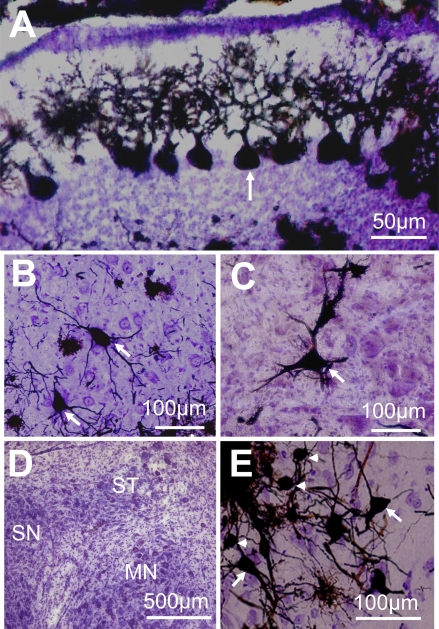 The Cellular Scale: Seeing Cells: Nissl and Golgi together at last
