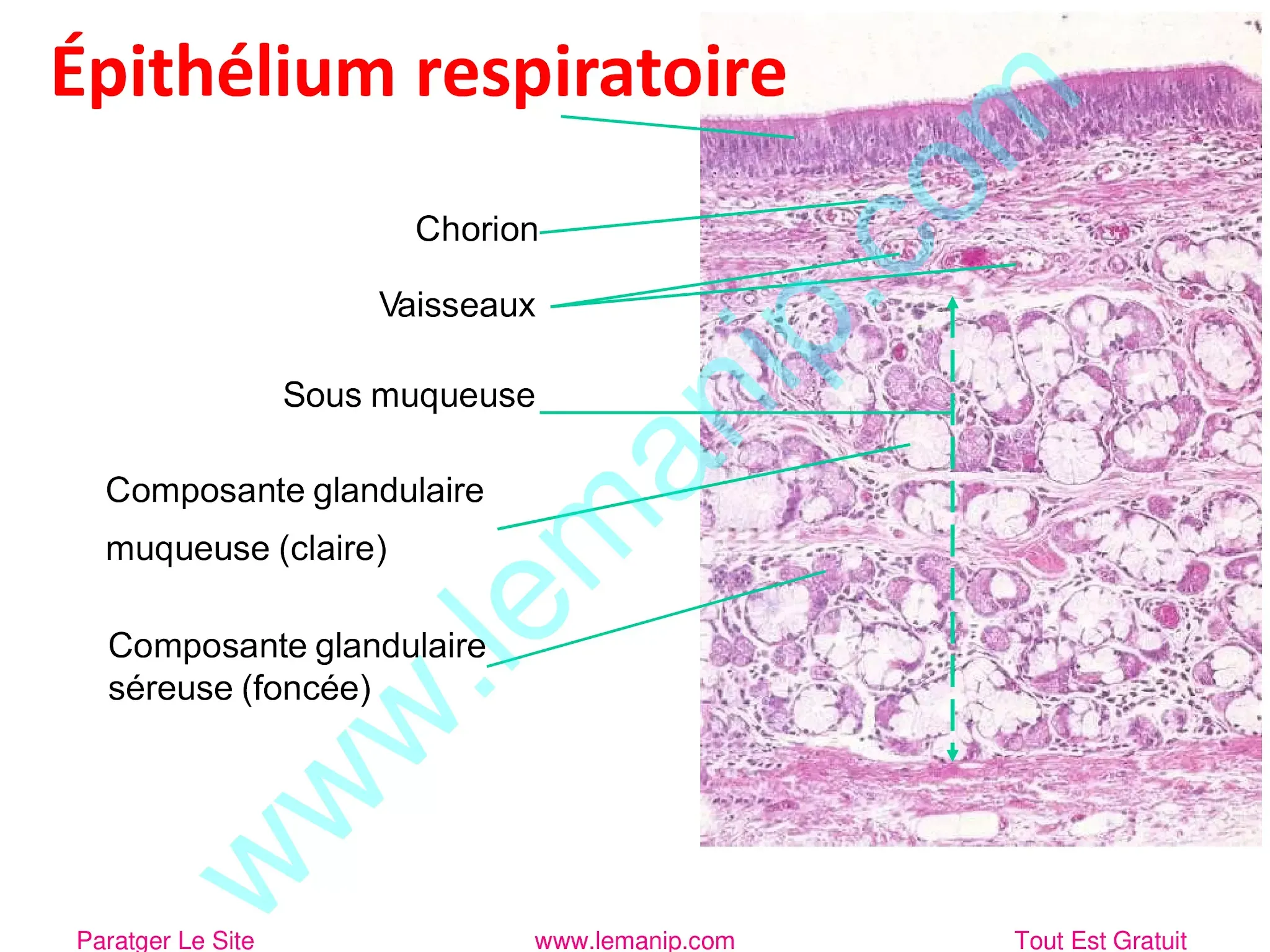 L’épithélium respiratoire 1