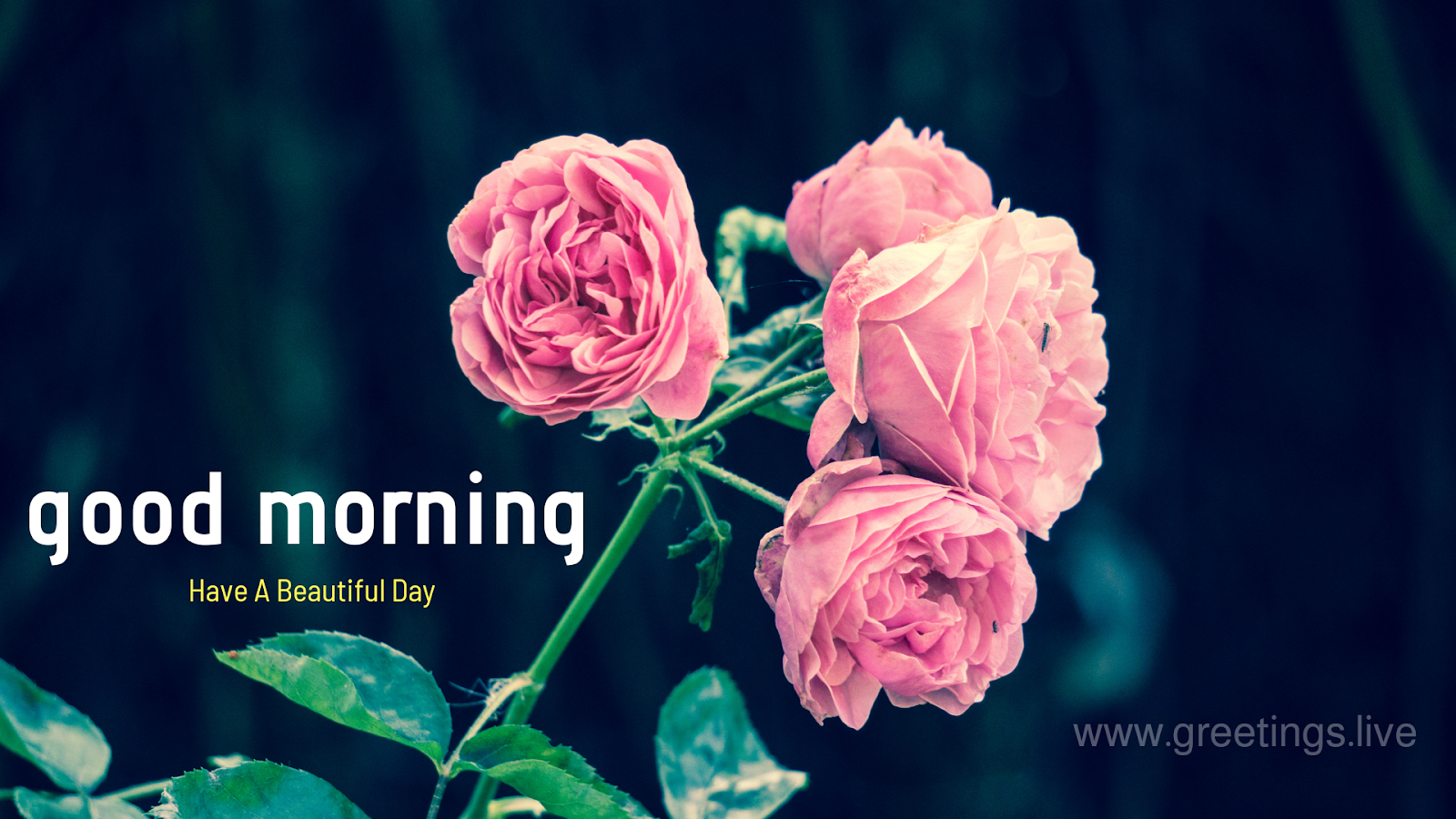 Greetings.Live*Free Daily Greetings Pictures Festival GIF Images ...