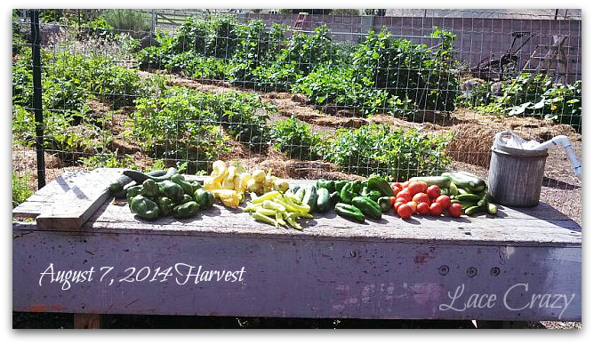 Lace Crazy: The garden is producing~!