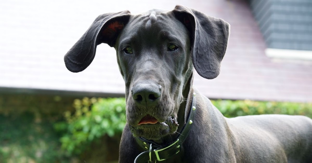 Are Great Danes Good Guard Dogs?