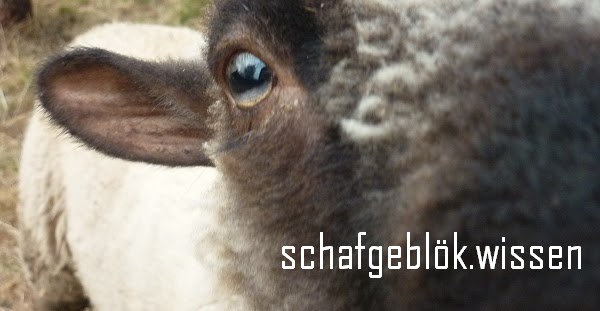 Das Schafgeblök schafgeblök.wissen Die Geburt