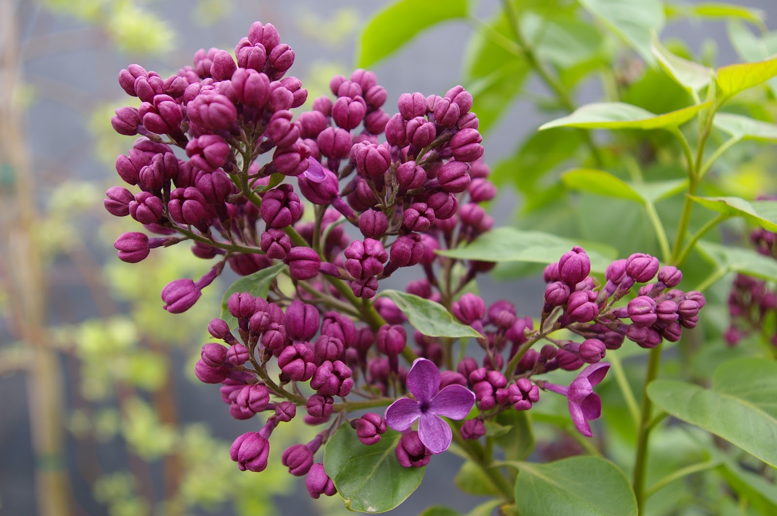 sambarose lilac