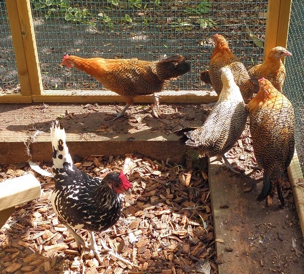 Flyte So Fancy Poultry Predators How to Keep the Fox from the Chickens!