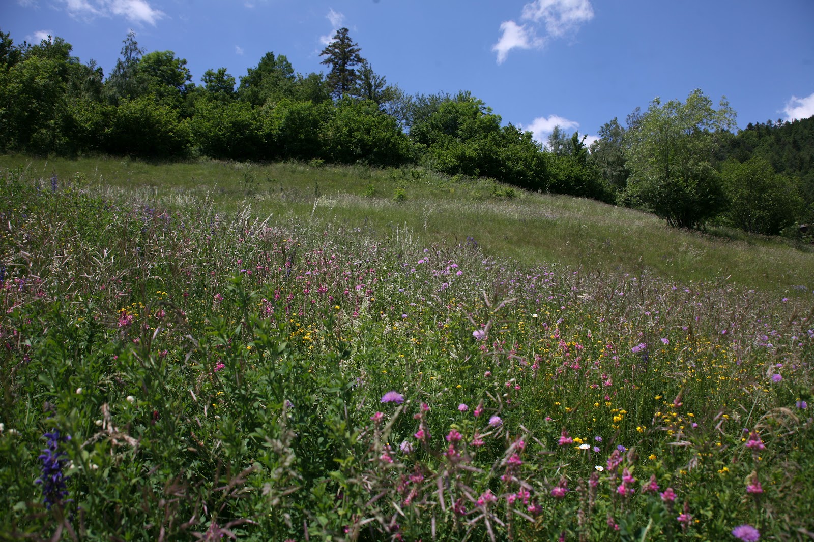 Society for Conservation Biology Europe Section Biodiversity rich