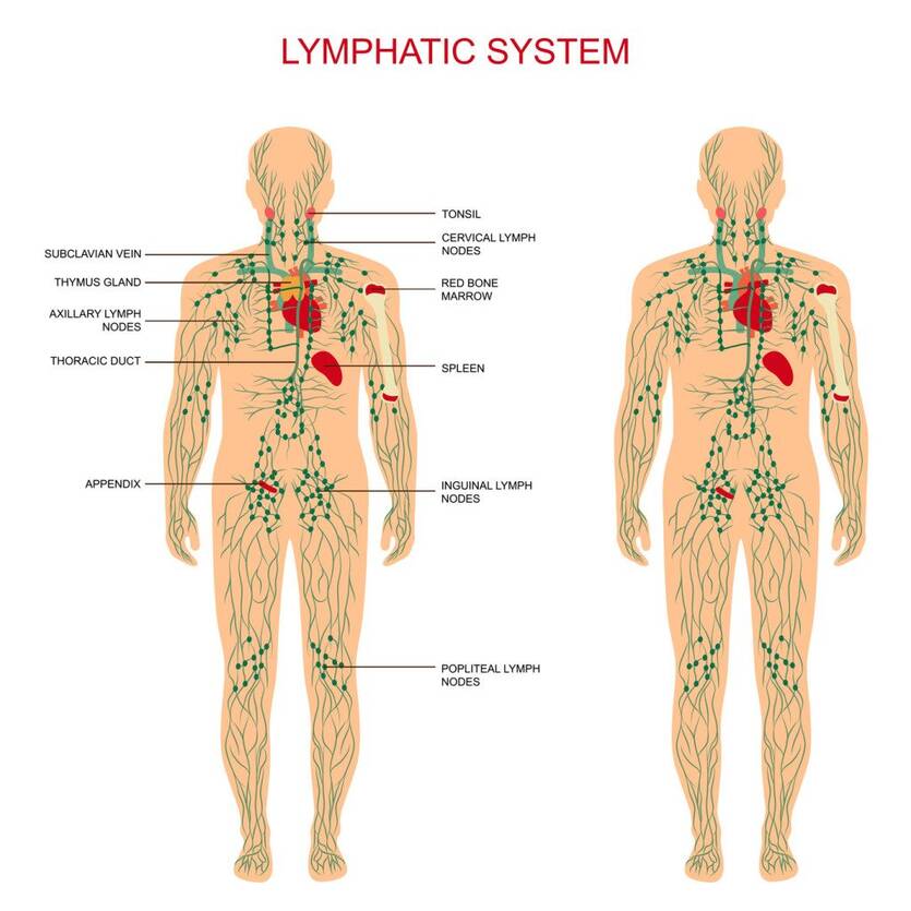 Lymphatic System