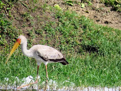 Uganda Bird Photos: Yellow-billed Stork