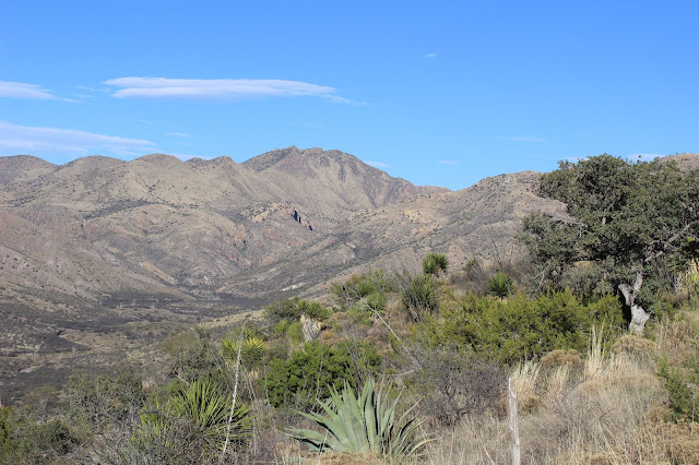 Guided%2BCoues%2BDeer%2BHunts%2Bin%2BSonora%2BMexico%2Bwith%2BJay%2BScott%2Band%2BDarr%2BColburn%2BDIY%2Band%2BFully%2BOutfitted%2B4.JPG