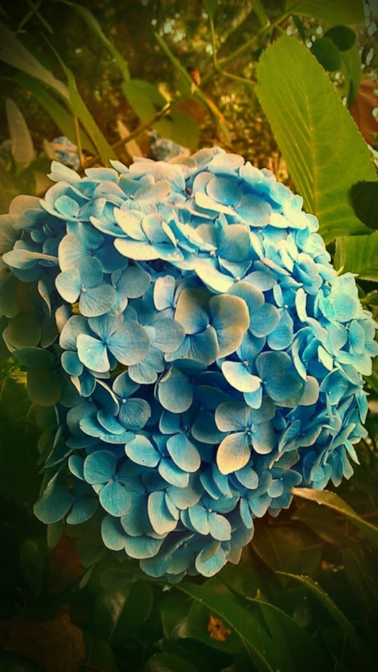   Blue Flower Ball   Galaxy Note HD Wallpaper
