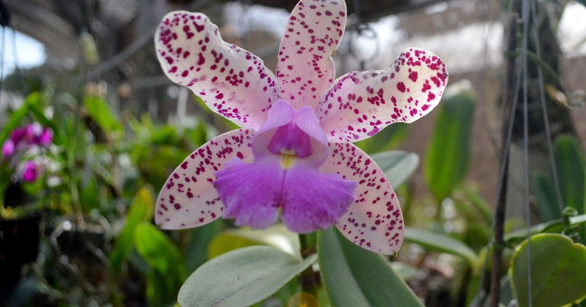 10 Curiosidades sobre orquídeas que você não sabia | Orquidário UEL
