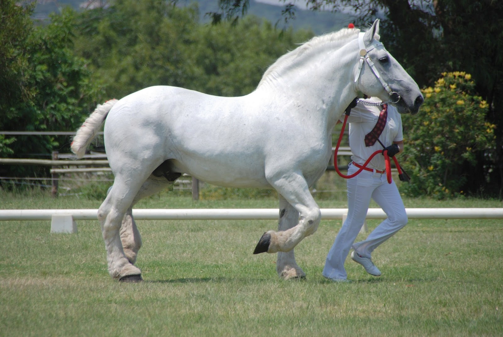 шайр английский тяжеловоз. лошадь породы англо-норманн. перувийский пасо. рост лошади в холке. украинская верховая порода сабино.