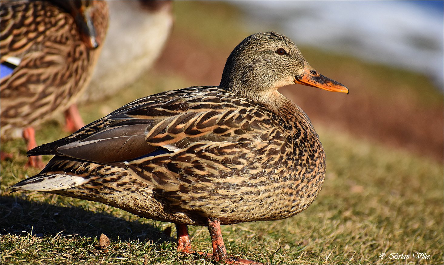 Photos From Around Kamloops & Area British Columbia Canada. (Over 2,858