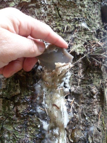 Cara Membuat Lem Dari Getah Pohon Pinus - Indonesia Survival Blog | Belajar Bertahan Hidup di Alam Bebas
