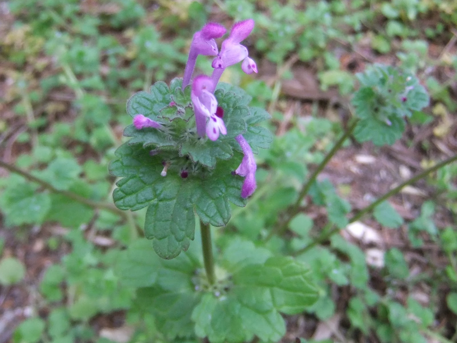 福岡市植物園ブログ ちょっと気になる路傍の花たちno 29 3 19 園内の雑草たち