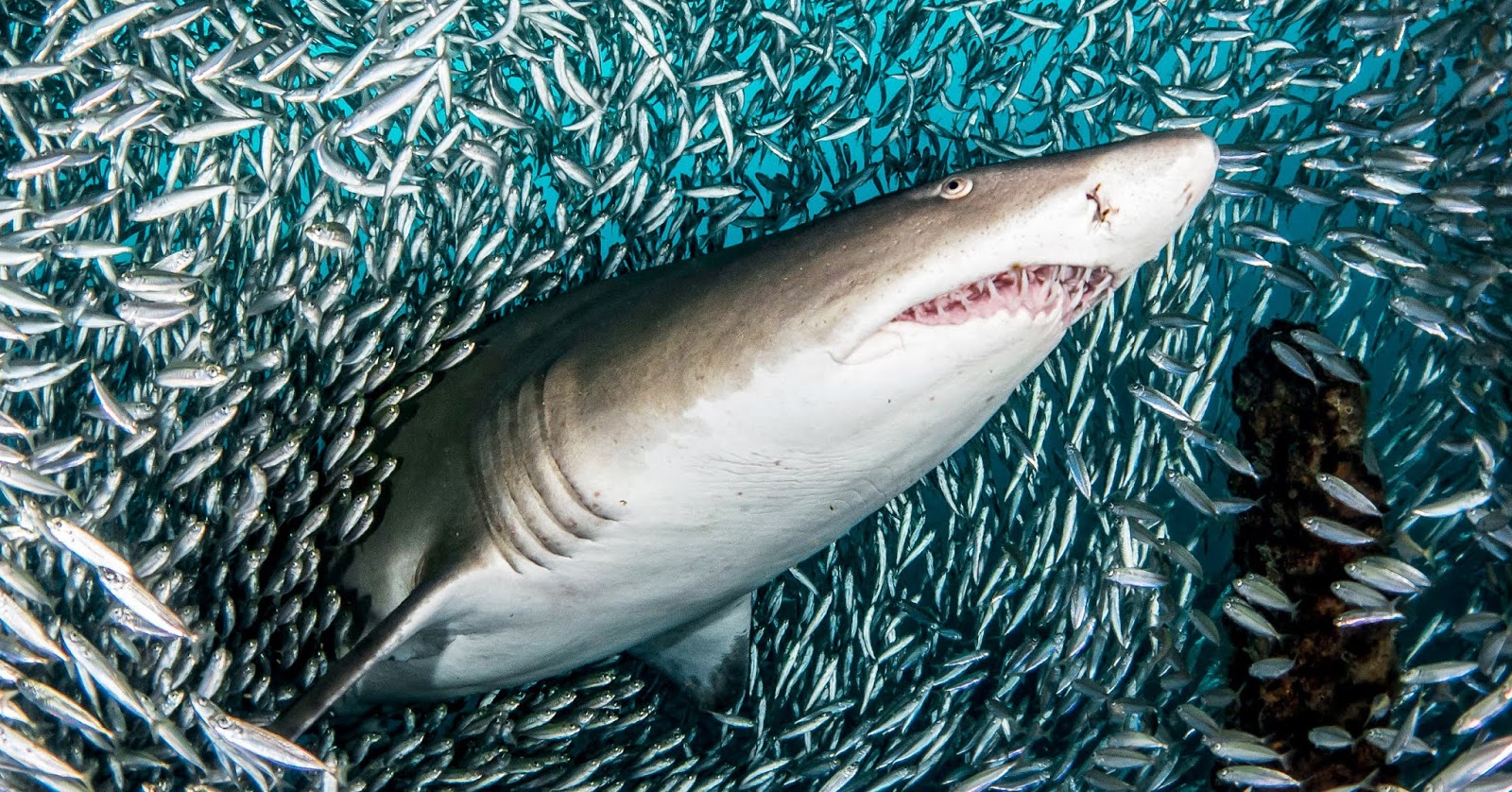 Virginia Tech Ichthyology Class : The Social Network and the Sand Tiger