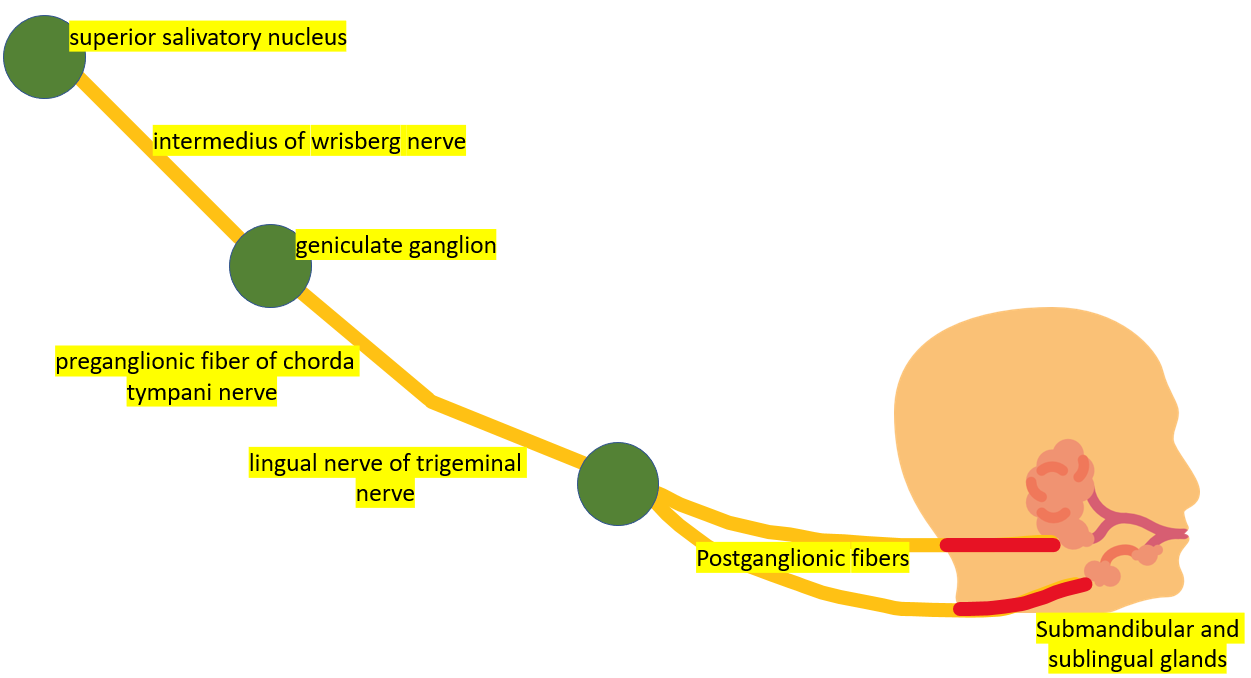 Physiology of Salivary gland