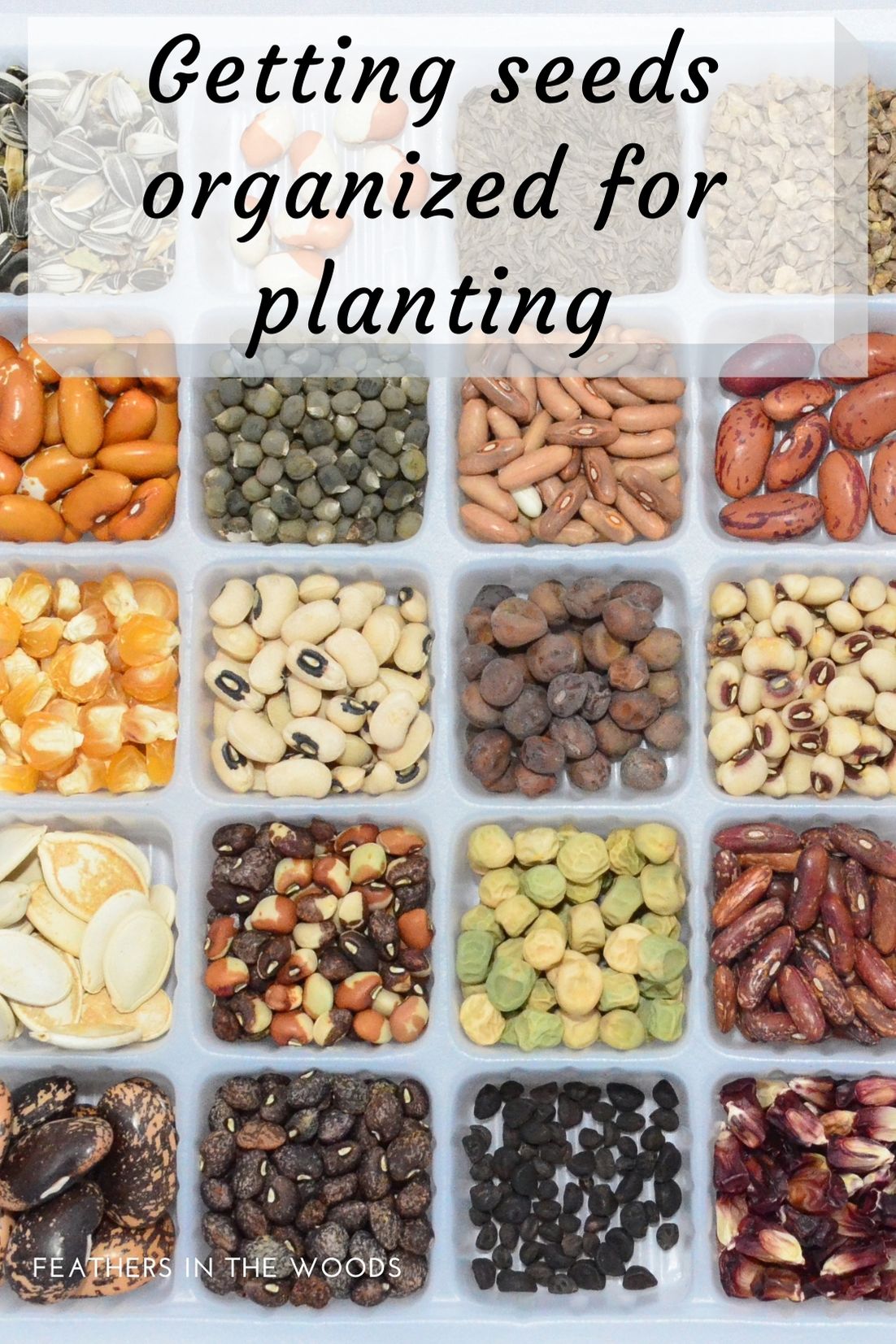 How to Store Seeds & Keep Seeds Organized