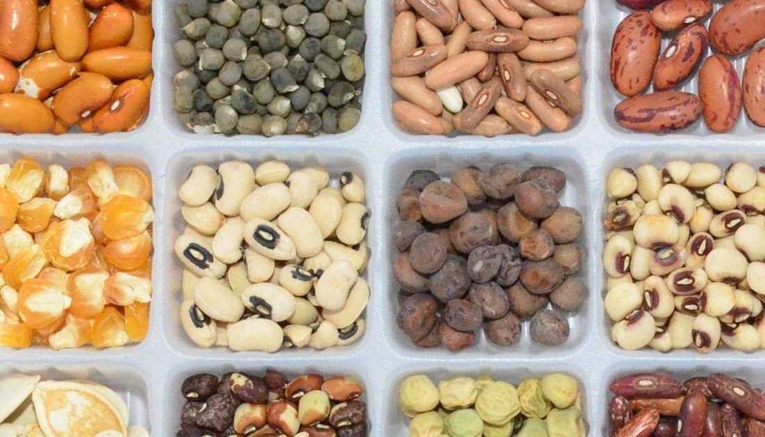 Seed Storage + Organization (And My Dollar Store Solution!) - Rooted Revival