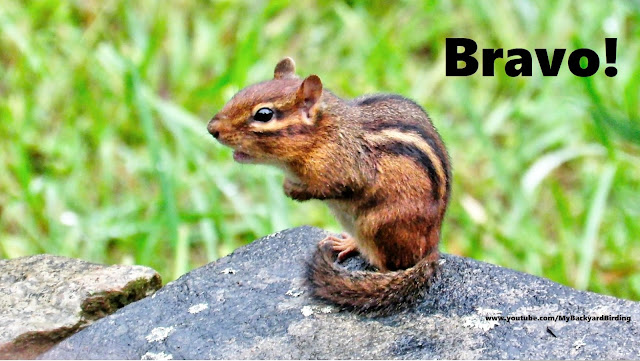 Stunning Chipmunk Singing Performance