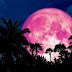 The Pink Super Full Moon in Libra: Love, Harmony, Freedom, and Awakening! | Ami Sattinger