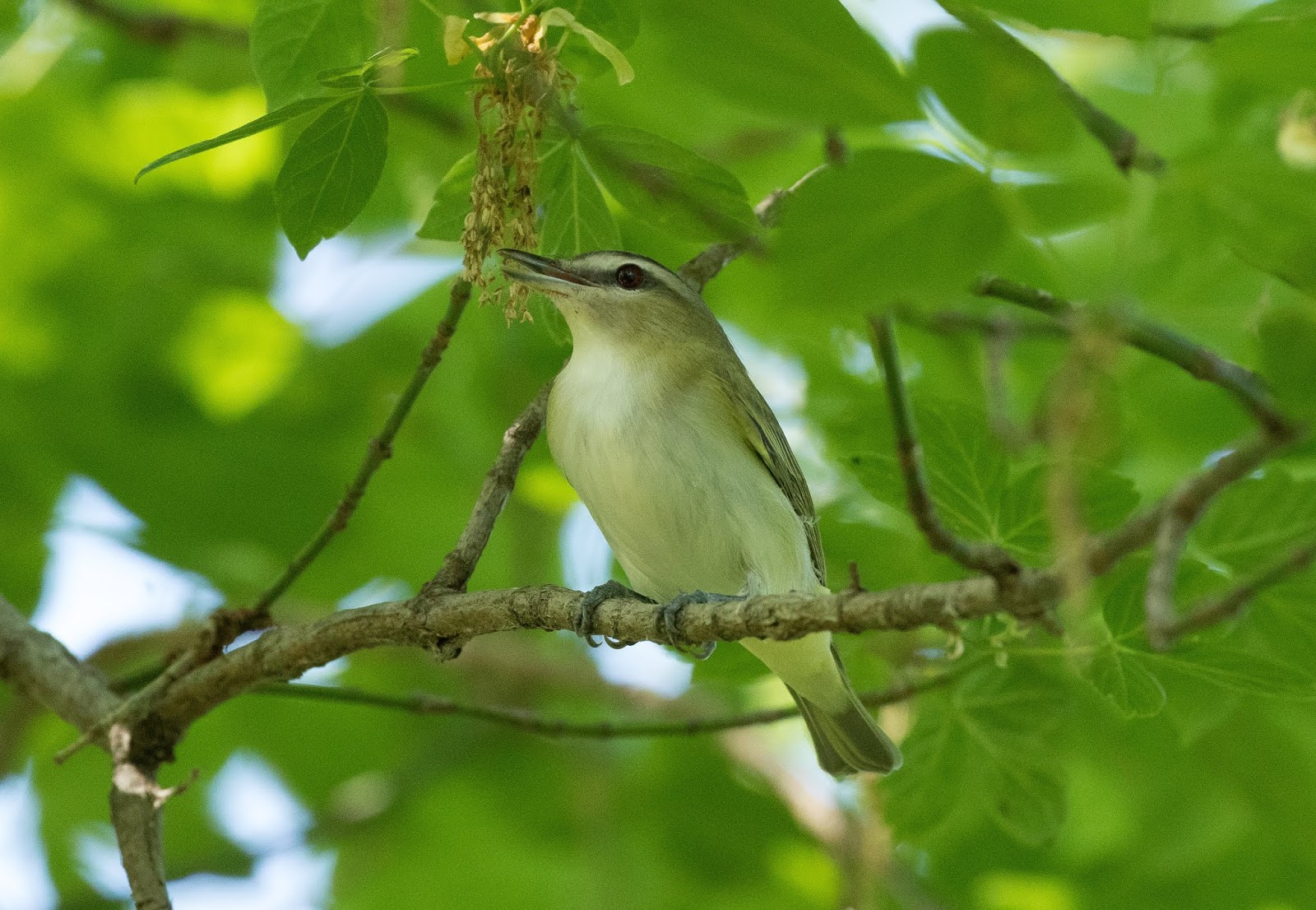 Bird of the Year 2019: