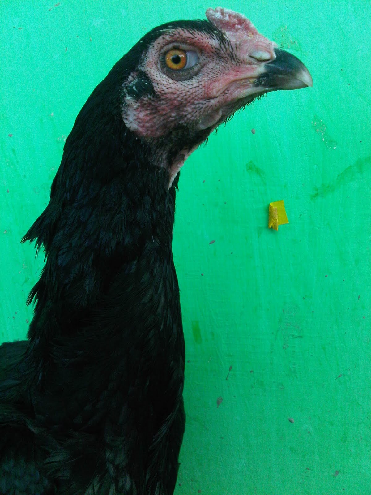 PETERNAKAN AYAM BANGKOK IMPORT BABON IMPORT