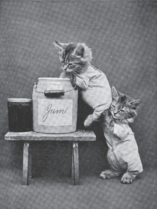 Creepy Cat Portraits From the Early 1900s ~ Vintage Everyday