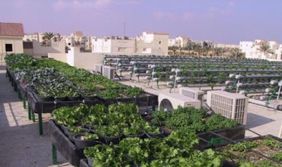 دراسه جدوى فكرة مشروع زراعه أسطح المنازل في مصر 202‪2