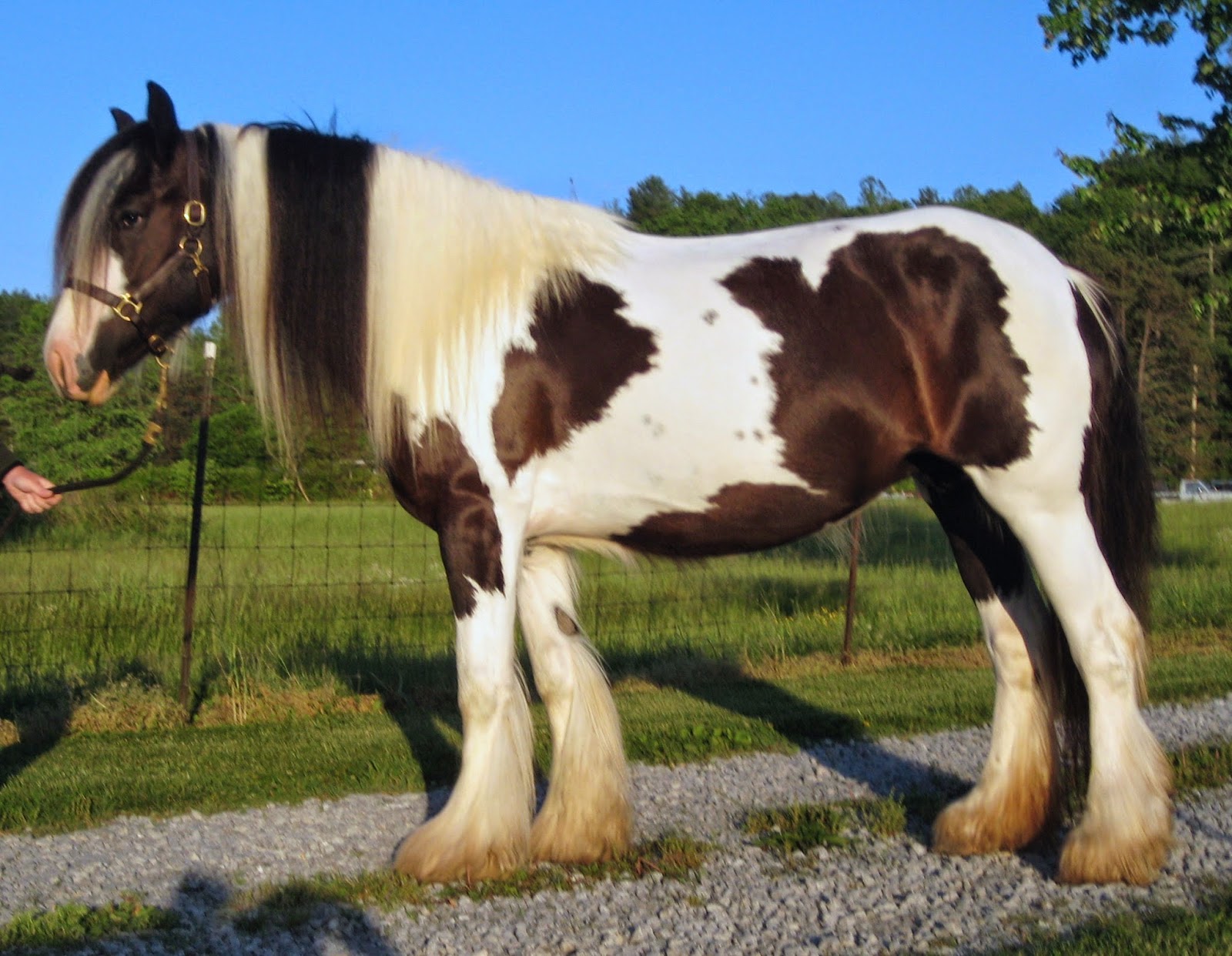 Red Horse Hoof Paint Red Horse Hoof Paint